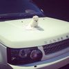 whiteferraris11
