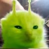 bodrio_xd