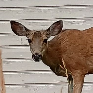 wildlife.ld817