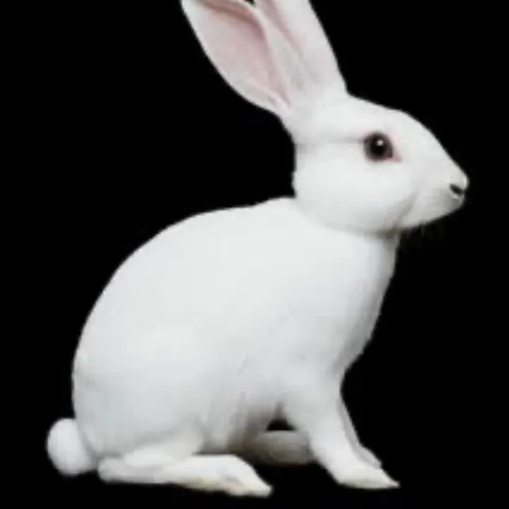rabbit_hole_addicts