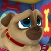 joel_puppy209
