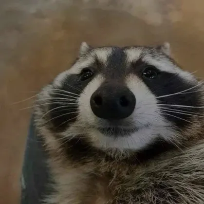 star_theraccoon