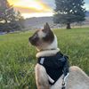 skippyjosadventur