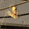 ethelspider