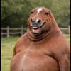 makarftjdd5