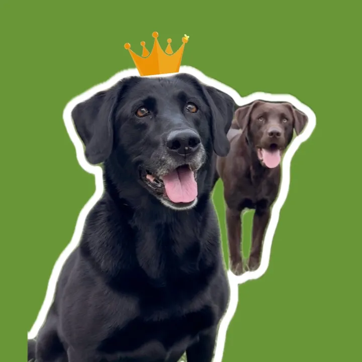 justmetadognamedmaria