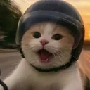 @mimo.pet.f191