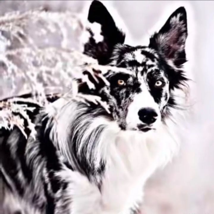 karma_shepherd