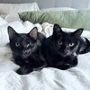 minymilo.kitties