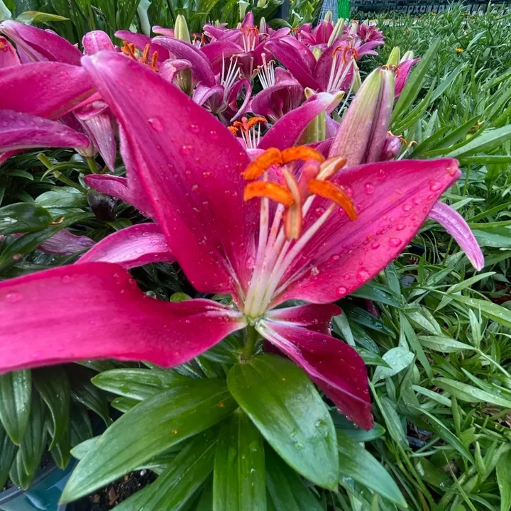 ophia4859