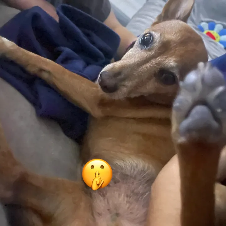 peepaspam