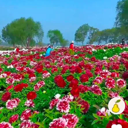 @h2643683yzz