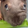 potatoispotatih