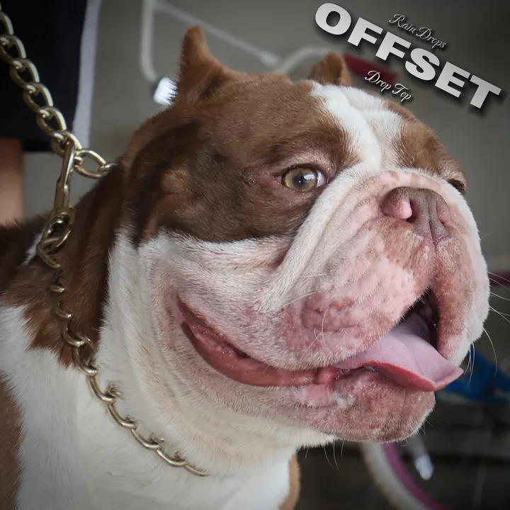 @theoffsetbully