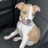 fancythepitt