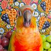 waffles_the_grape