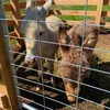 landycows3