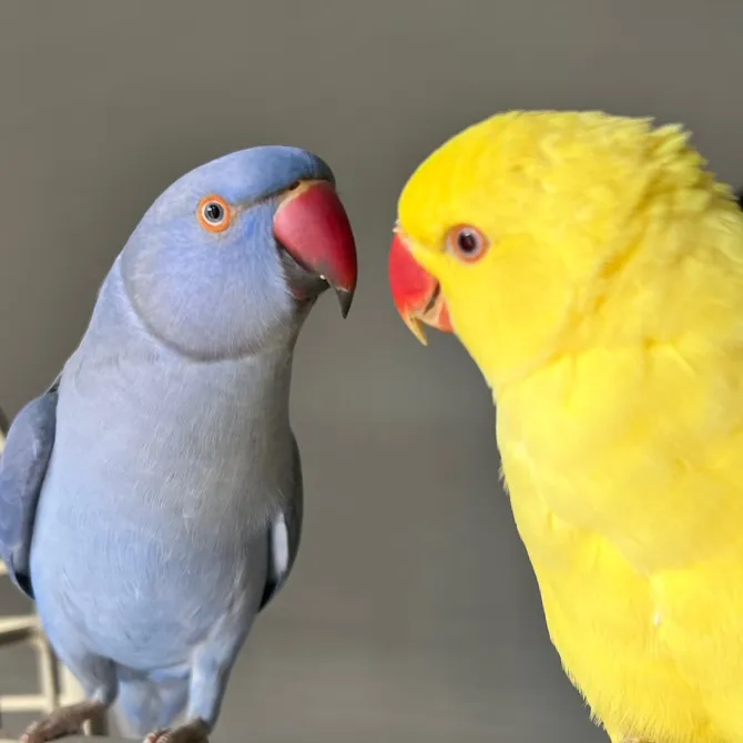 liloandfrida