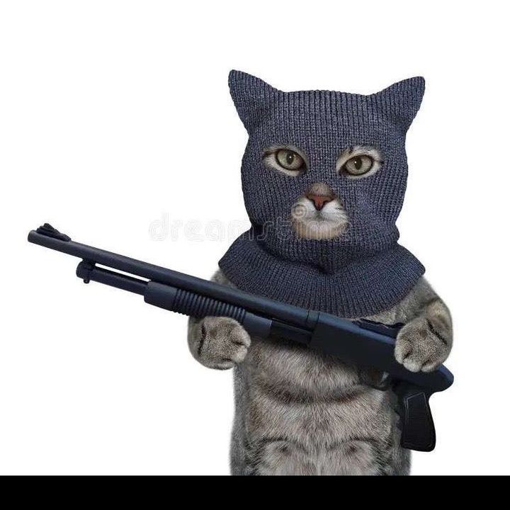 mr.catlover6