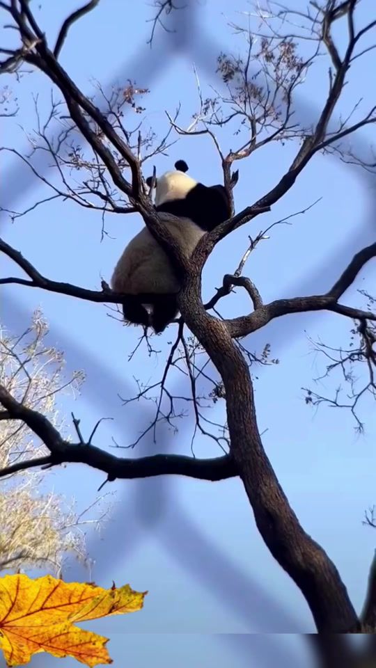 TikTok video thumbnail by pandas261