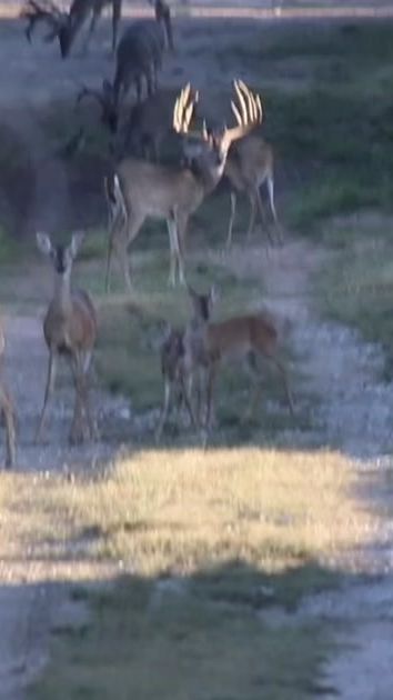 TikTok video thumbnail by texwildlife