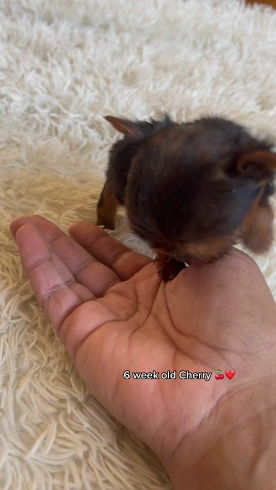 TikTok video thumbnail by tinypawpupsllc
