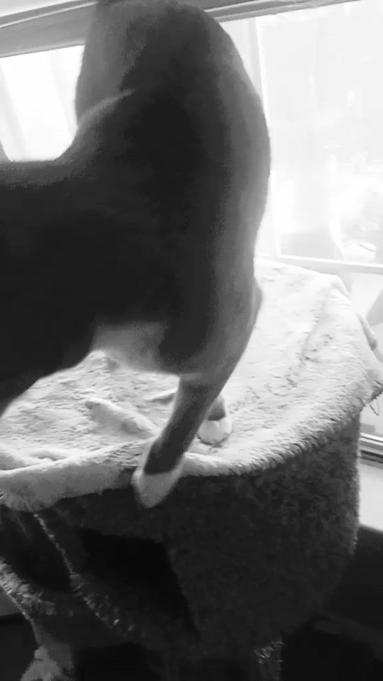 TikTok video thumbnail by nighthawk55000