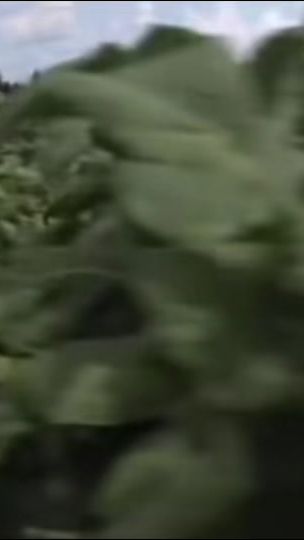 TikTok video thumbnail by selunescorpio