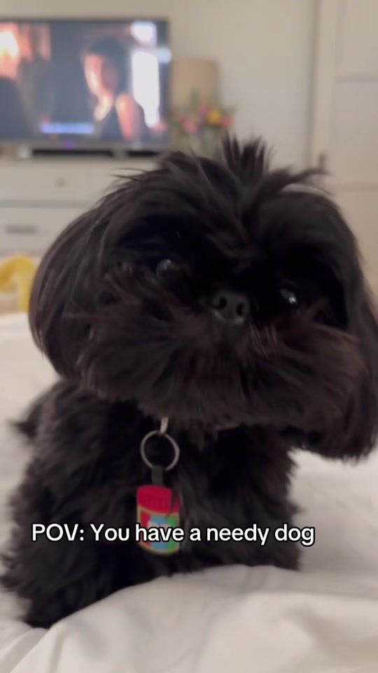 TikTok video thumbnail by asherisawesome