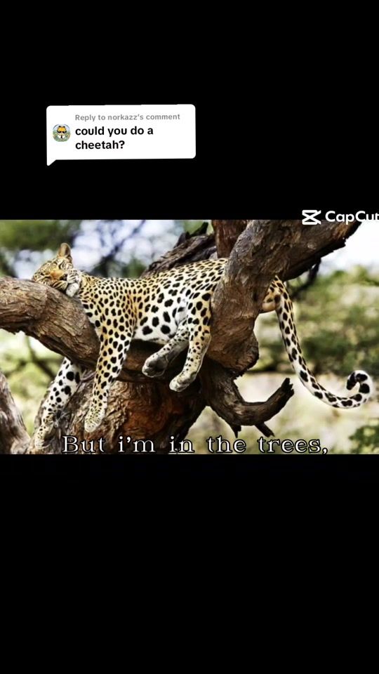 TikTok video thumbnail by for3stfox