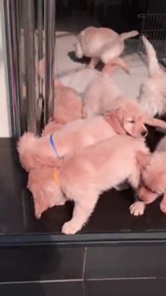TikTok video thumbnail by mr.car002