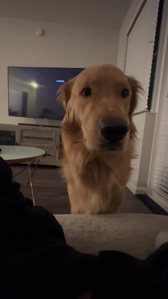 TikTok video thumbnail by coopmanthegolden