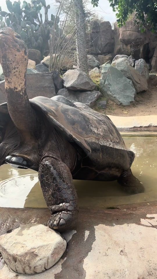 TikTok video thumbnail by sandiegozoo