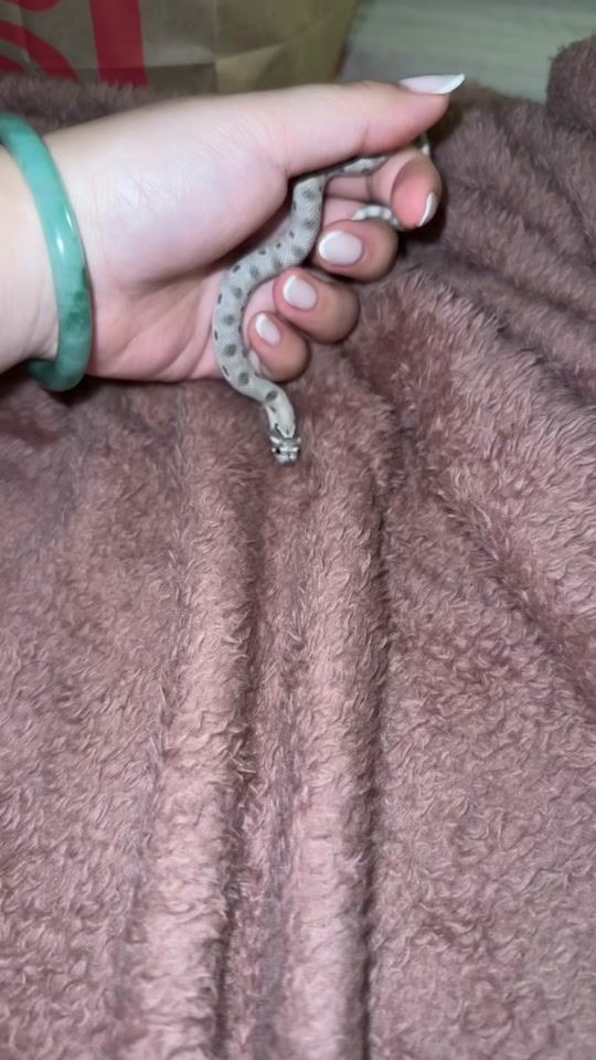 TikTok video thumbnail by repti.snoot