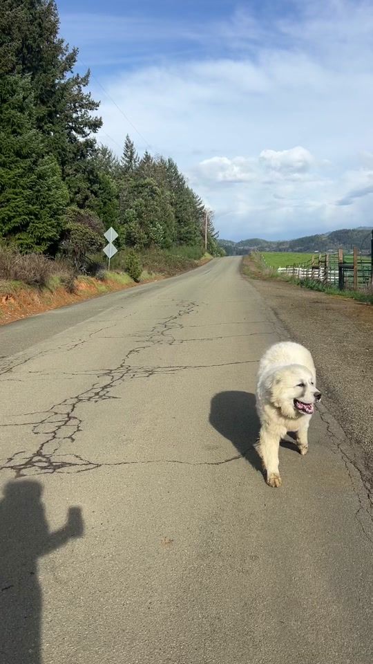 TikTok video thumbnail by bdela