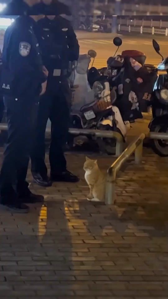 TikTok video thumbnail by petsmeowwoof
