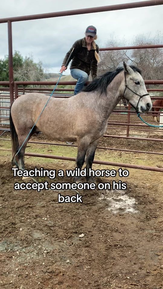 TikTok video thumbnail by juleslhorsetraining