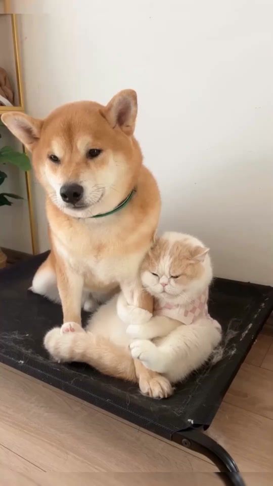 TikTok video thumbnail by petsmeowwoof