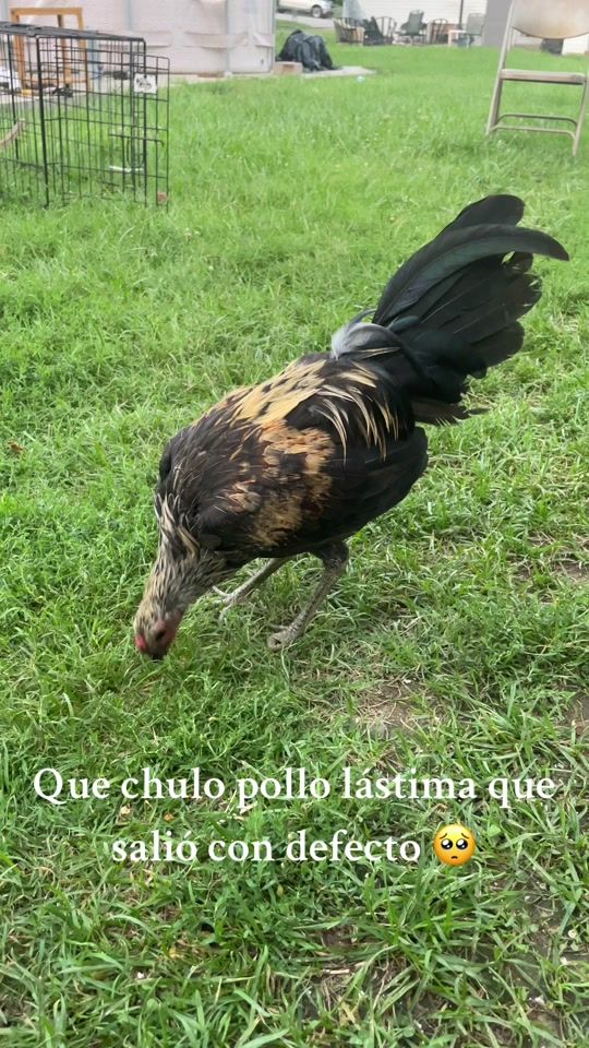 TikTok video thumbnail by fercho9093vieyra