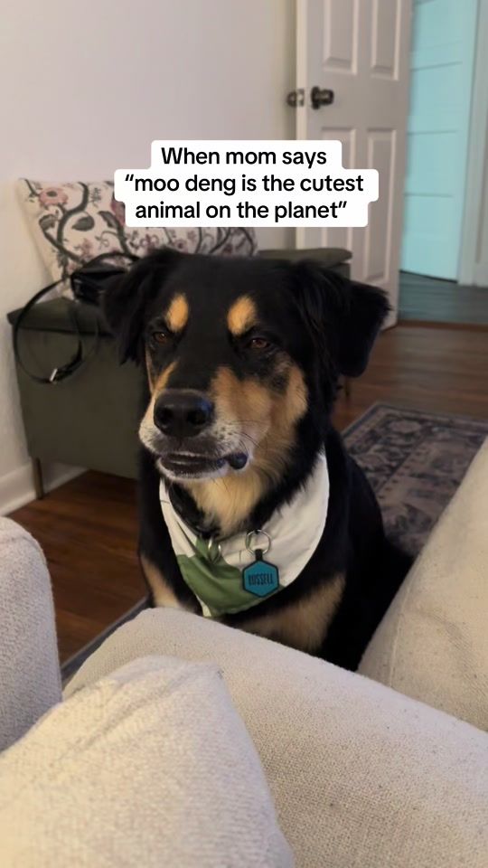 TikTok video thumbnail by booplethesnoot