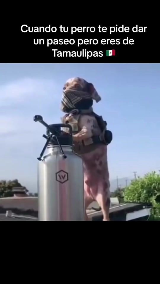 TikTok video thumbnail by aldomora35
