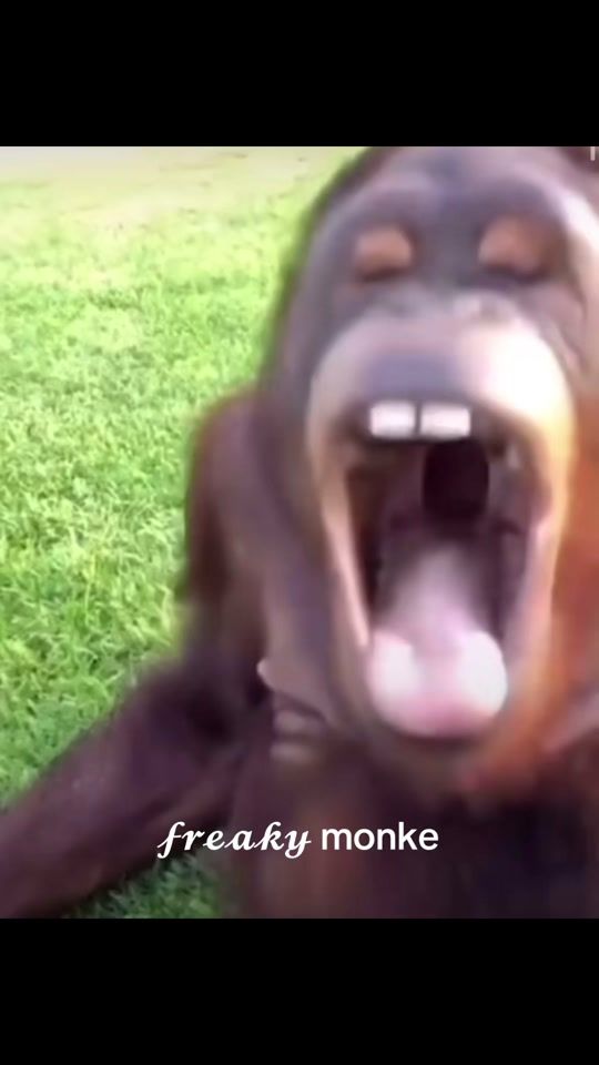 TikTok video thumbnail by freakymeal