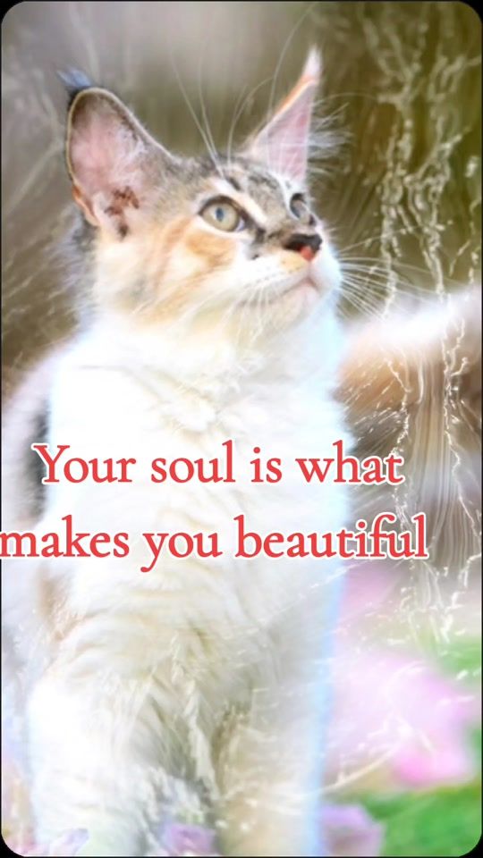 TikTok video thumbnail by paulettecats