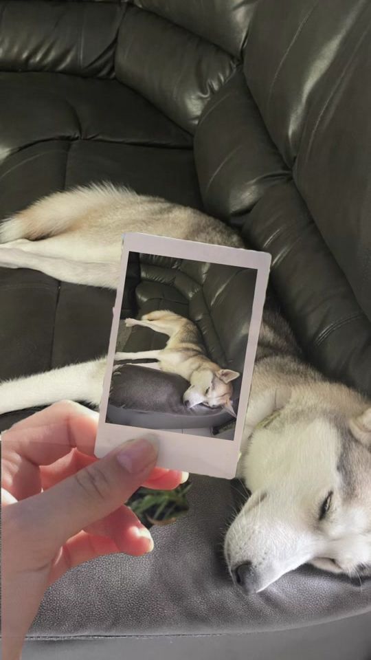 TikTok video thumbnail by princessthehusky