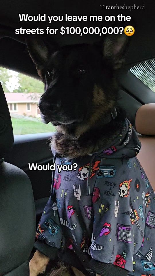 TikTok video thumbnail by titan.the.shepherd