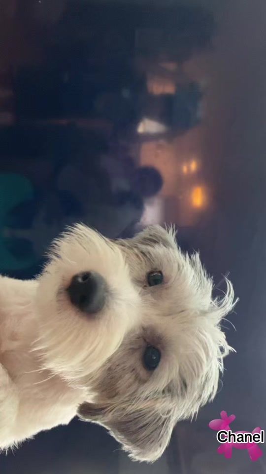 TikTok video thumbnail by chanel.the.dog8
