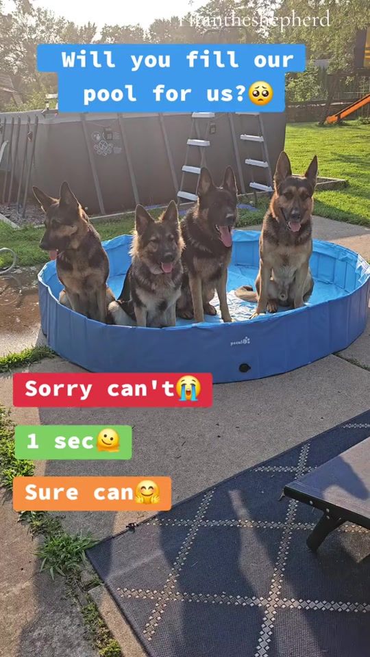 TikTok video thumbnail by titan.the.shepherd