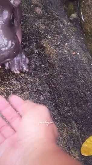 TikTok video thumbnail by poohyin