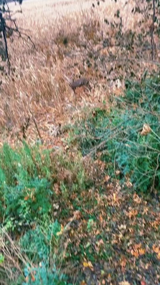 TikTok video thumbnail by allseasonsoutdoors
