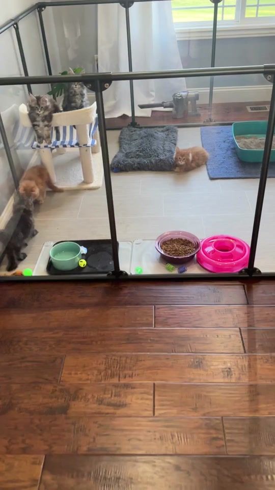 TikTok video thumbnail by luckimainecoons